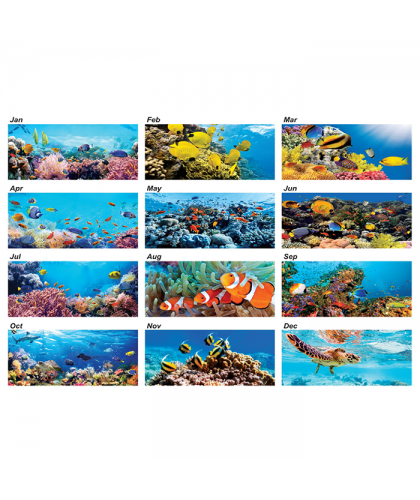 Colorful of Oceanworld 